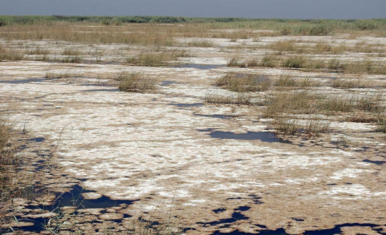 برنج کمتر بخوریم تا تالاب‌ها خشک نشوند