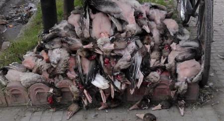 کشتار پرندگان فریدونکنار را متوقف کنید