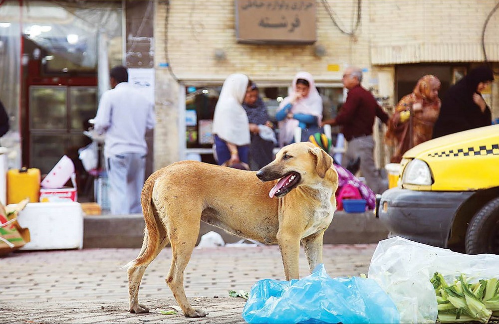 چرا غذارسانی به سگ‌های ولگرد نتیجه معکوس دارد؟