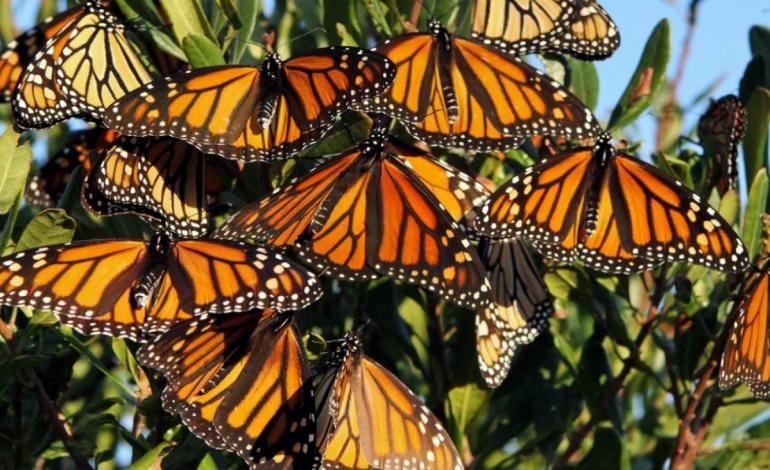 سفری برای آینده