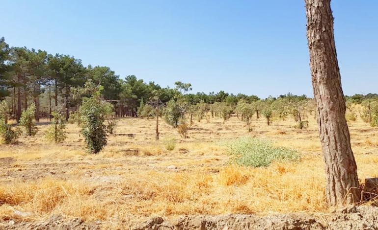 چه کسی نفس چیتگر را گرفت؟