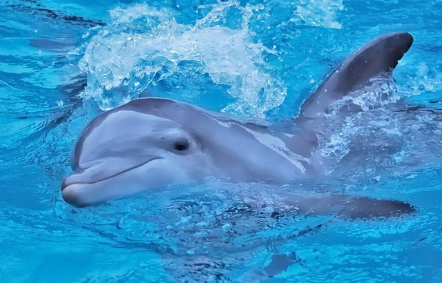 ورود شورای شهر به ماجرای مرگ یک دلفین!