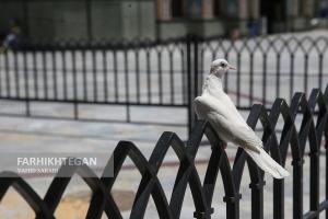 نذر آزادی کبوتر