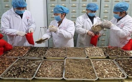 چین با همکاری دانشگاه طب سنتی و داروهای گیاهی کرونا را مهار کرده است
