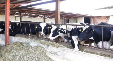 تولید نهاده‌های دامی از ضایعات شکمبه‌های گاوی و گوسفندی برای نخستین بار در کشور
