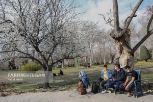 شکوفه های زودرس بهاری تهران