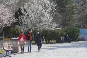 شکوفه های زودرس بهاری تهران