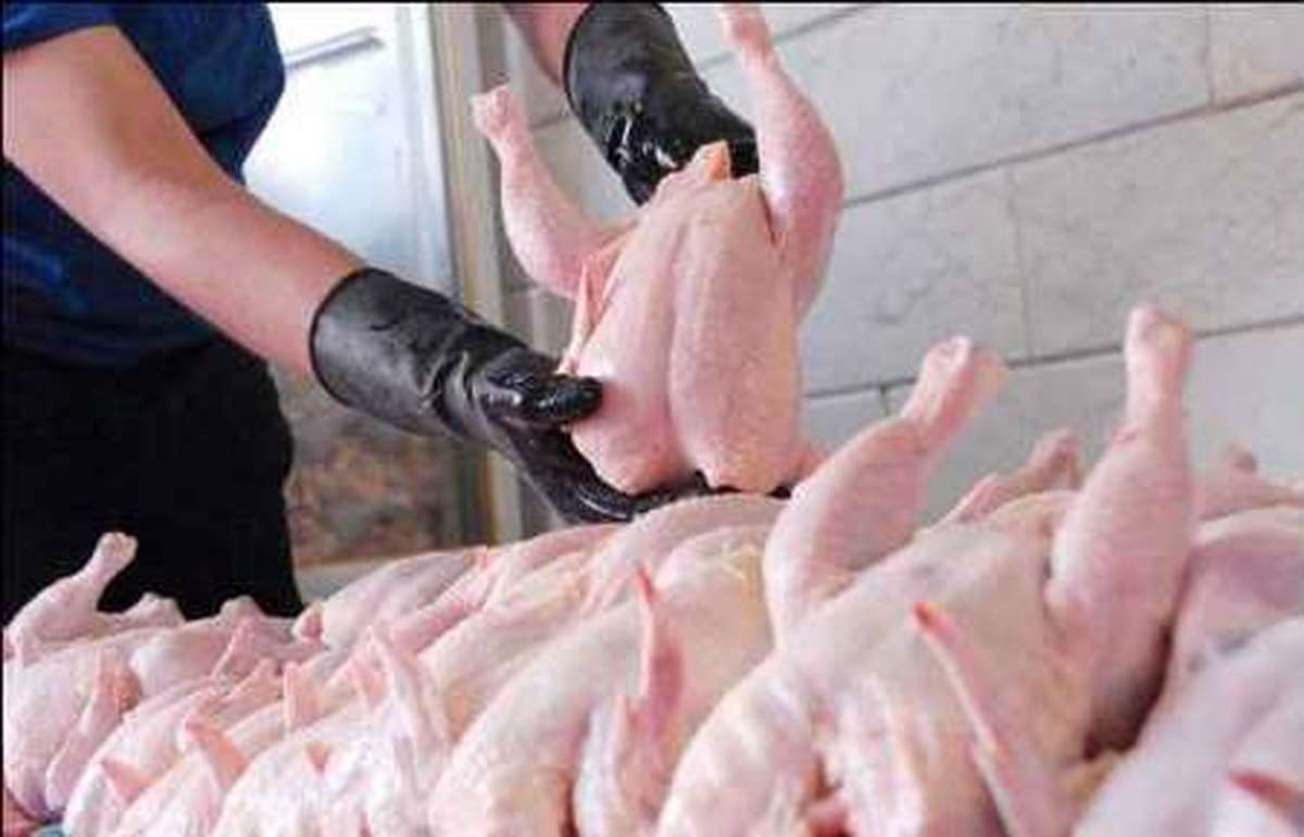 ۸ دلال مرغ در تهران دستگیر شدند