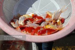 فروش ماهی قرمز در مرکز میوه و تره بار تهران