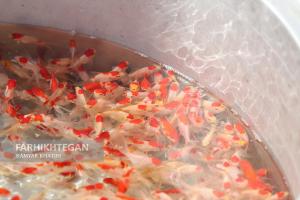 فروش ماهی قرمز در مرکز میوه و تره بار تهران