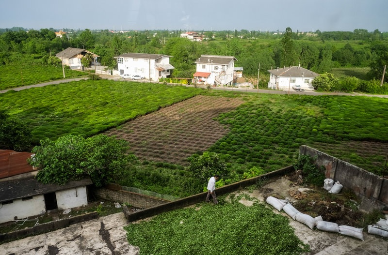 ۴۰ درصد باغ‌های چای، ویلا شدند