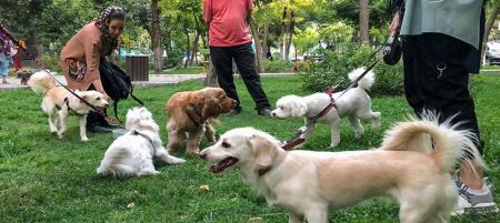 جزئیات طرح مجلس برای ممنوعیت «سگ‌گردانی»