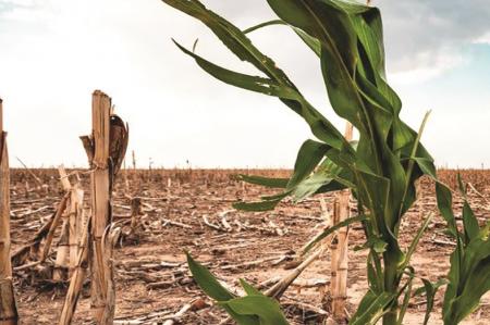 ایده های علمی برزیل برای مقابله با خشکسالی