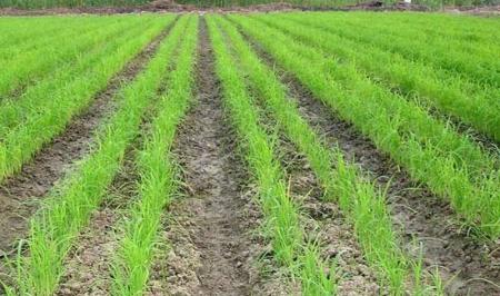 خشکه‌کاری؛ راه‌حل کاشت برنج کشور