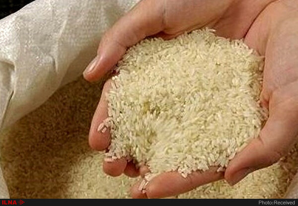 خودکفایی در تولید برنج اولویت دولت سیزدهم