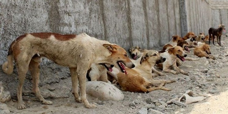 «سگ‌های ولگرد» در حال تبدیل به یک فاجعه ملی و تهدید بزرگ جان شهروندان