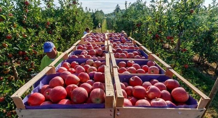 گرانی ۲۰۰ درصدی میوه از مزرعه تا سفره