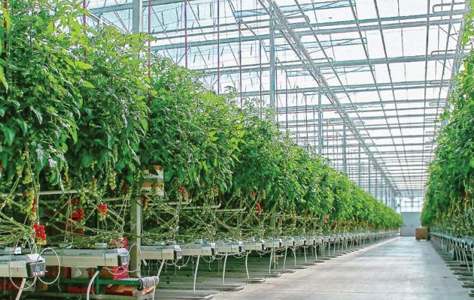راز تبدیل هلند به دومین صادرکننده محصولات کشاورزی دنیا