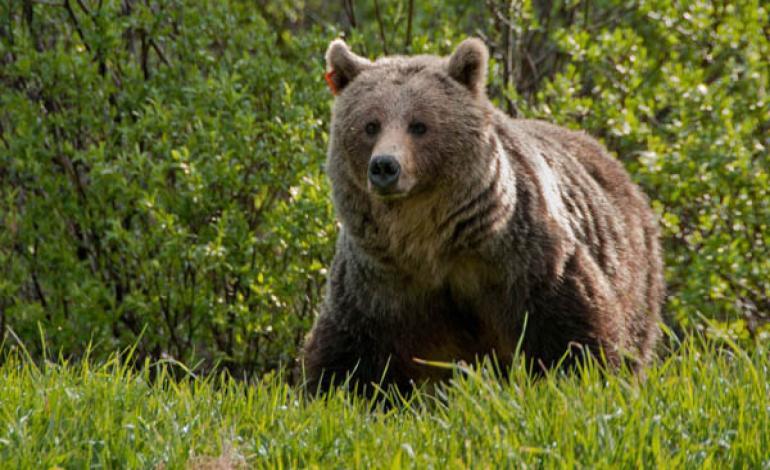 حمله یک قلاده خرس به مرد کوهرنگی
