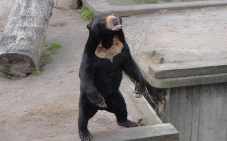  ماجرای خرس انسان‌نما در باغ‌وحش چین چه بود؟ +فیلم