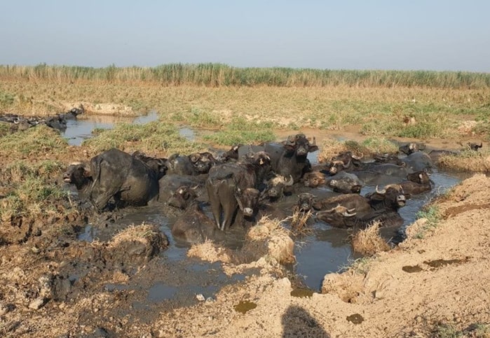 دود هورالعظیم در چشم خوزستانی‌ها + فیلم