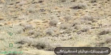 رویت 5 یوزپلنگ ایرانی در پارک ملی + فیلم