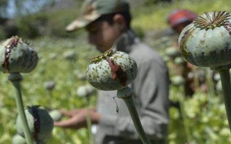 افزایش ۳ برابری درآمد کشاورزان افغانستانی بابت کشت تریاک