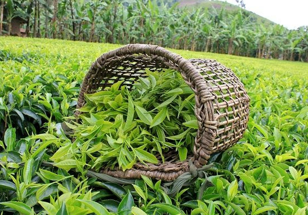 صادرکنندگان چای هم ارقام غیرواقعی ثبت کردند