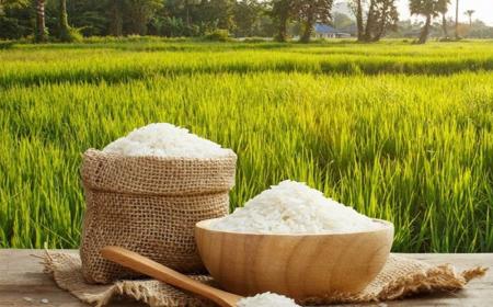 افشاگری نماینده رشت درباره فساد مافیای برنج