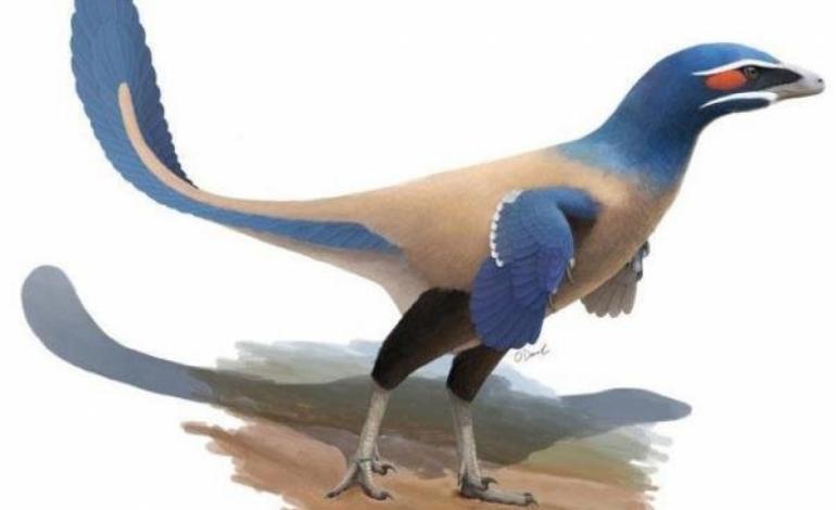 فسیل ۷۱ میلیون ساله پرنده ای هم اندازه انسان کشف شد
