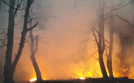 ۱۸ هکتار از جنگل‌های گیلان در آتش سوخت + فیلم