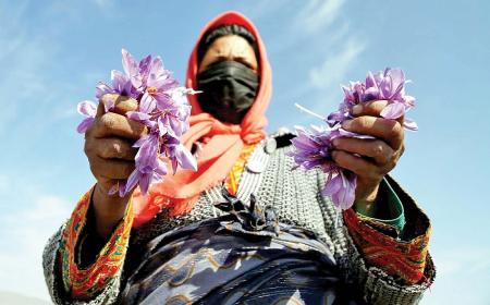 خشکی ذخایر زعفران  ایران
