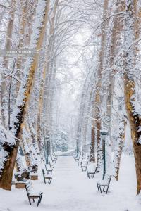 پرسه در برف تهران