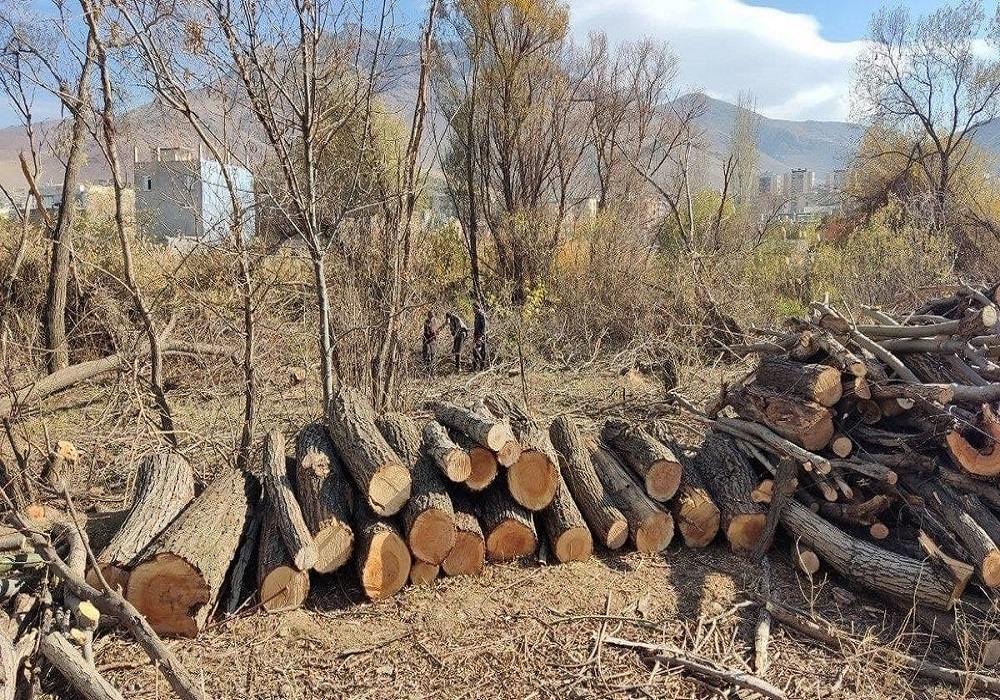 توضیح سازمان منابع طبیعی درباره قطع درختان الیمالات