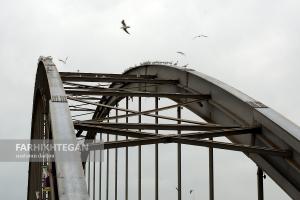 رقص پرندگان و پل سفید اهواز