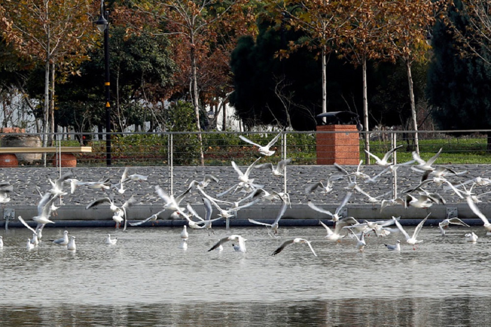 پای پرندگان مهاجر به تهران باز شد