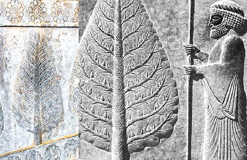 تاکنون ۸۵۰ درخت کهنسال در ایران ثبت ملی شدهاند