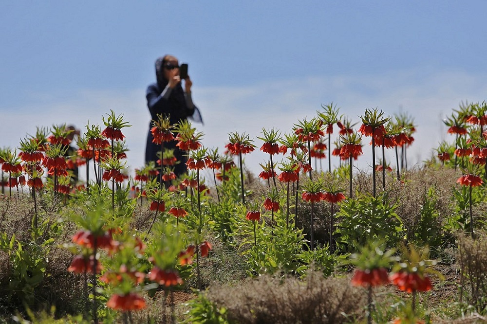 باز هم غارت لالههای واژگون+ فیلم