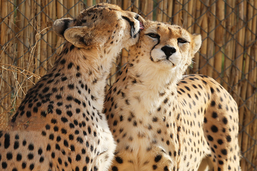 سگهای ولگرد در حال از بین بردن یوز ایرانیاند