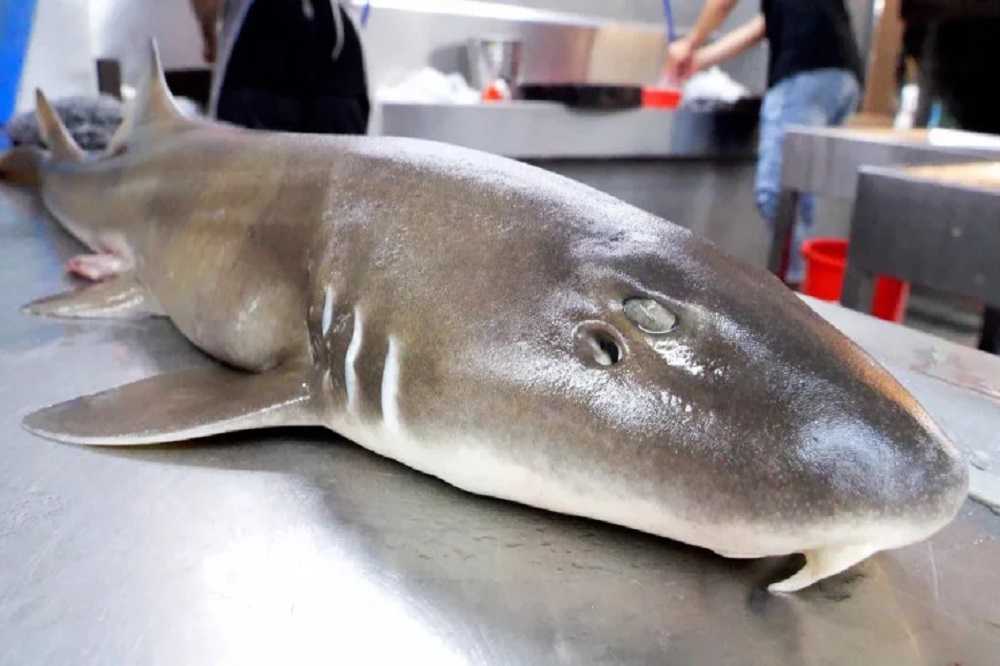 سرو کوسهماهی ممنوع شد!