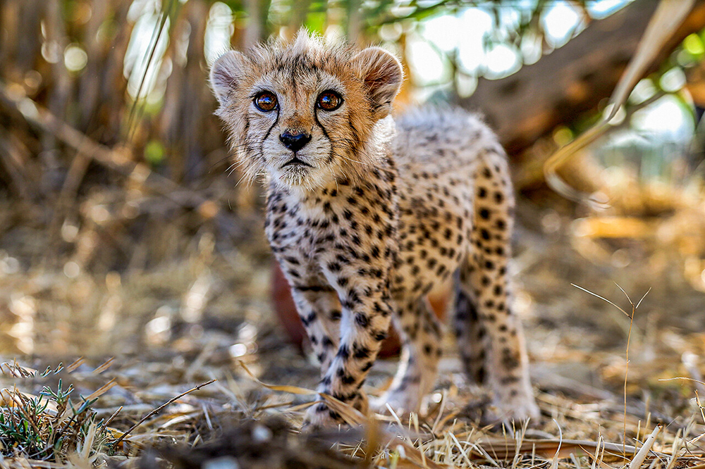 مرگ ۶۸ قلاده یوز از سال ۸۰ تاکنون