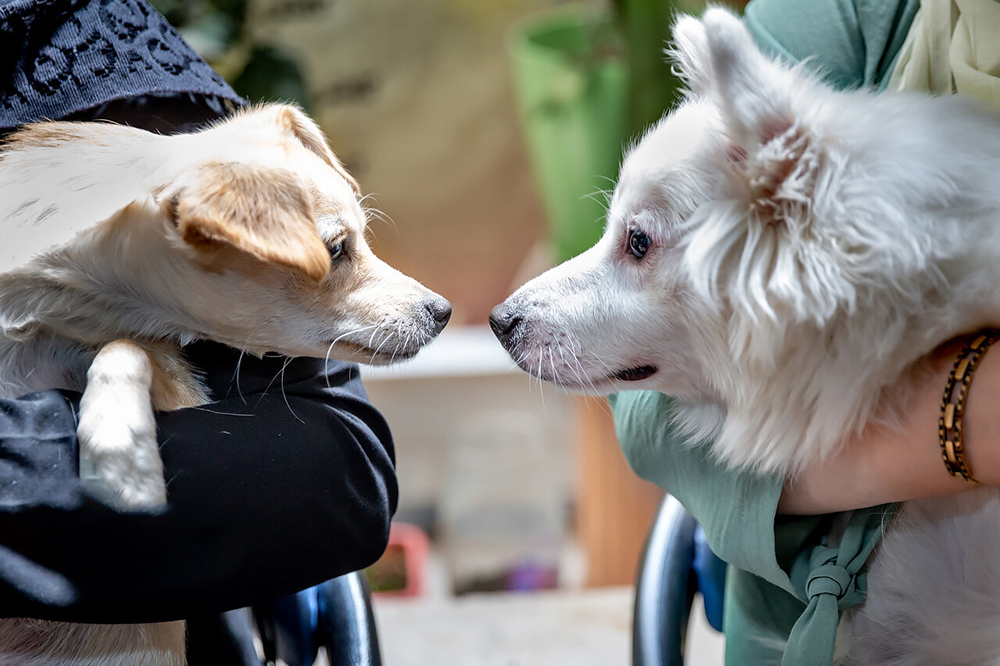 قیمت‌های عجیب خرید «پت» در ایران