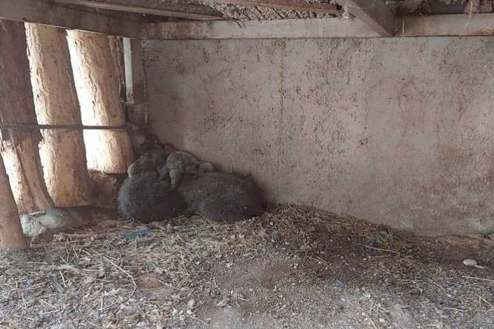 توله خرس گم‌شده در تهران، خطری ندارد