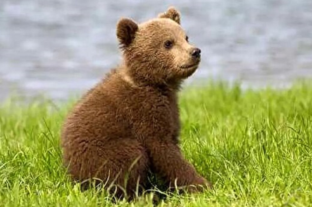 رد خرس قهوهای گمشده شناسایی شد