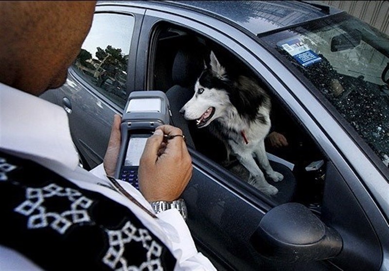 سگ‌گردانی با خودرو در تهران ممنوع!