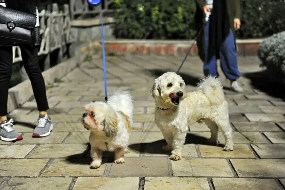 سگگردانی در اصفهان ممنوع شد