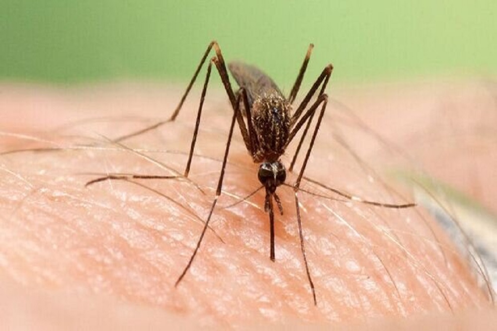 شناسایی ۱۲۲ مبتلا به تب دنگی در کشور