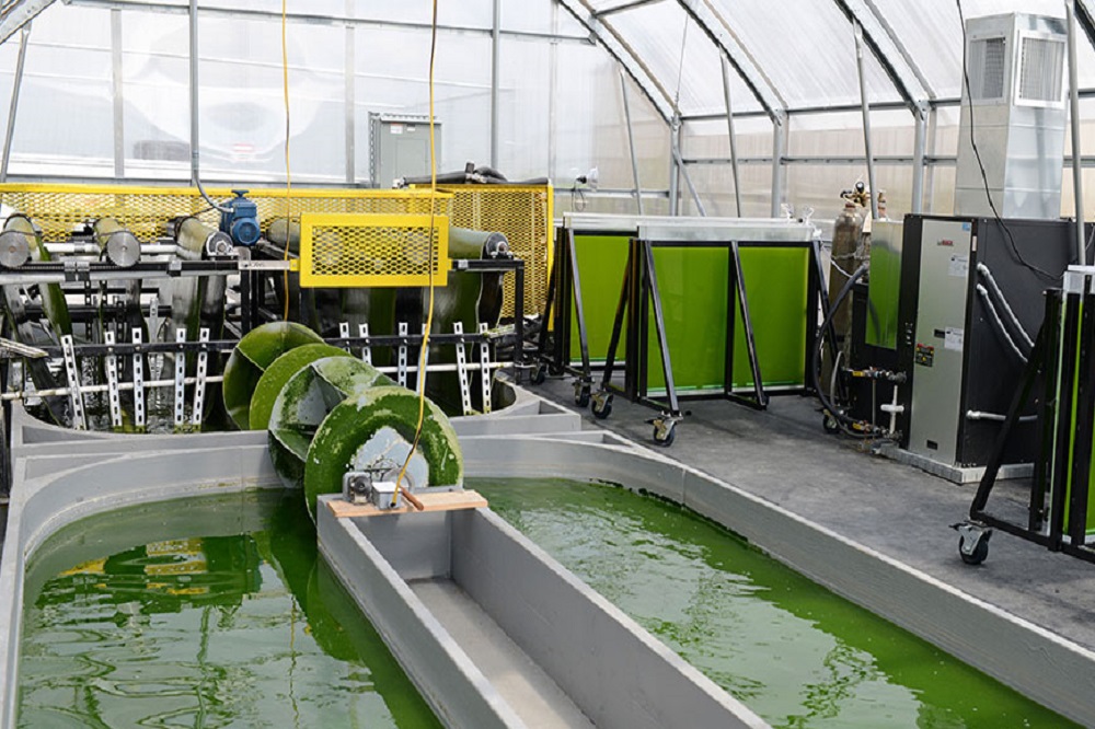 ۷۰ درصد تولید جلبک کشور در اختیار دانشگاه آزاد قرار میگیرد