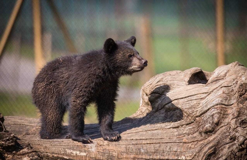 خرس قهوهای سیوند تلف شد