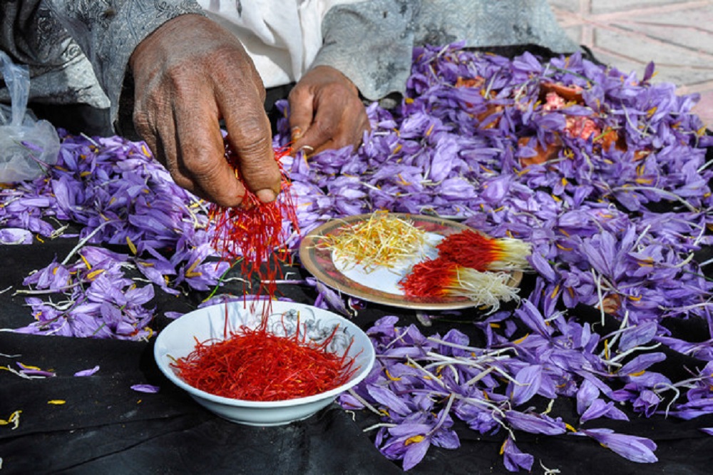 راز سقوط ۷۲ درصدی ارزآوری زعفران